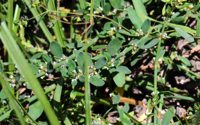 Achyronychia cooperi, Onyxflower
